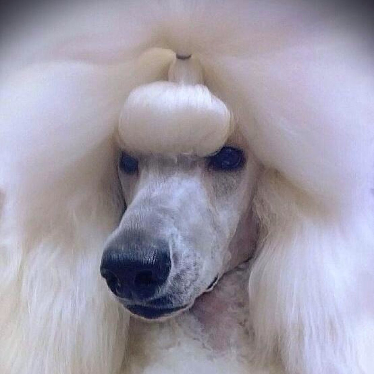 Show Dogs of Newfoundland is a social media resource intended for the public education and information on local dog show events.