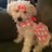 Dawn Fallows Donahue