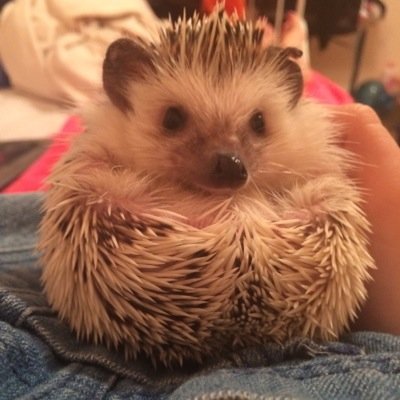 I may be a simple hedgehog, but dont we all deserve generalized healthcare?