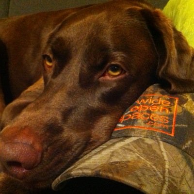 Father, writer, hunter, angler, sports fan, life liver