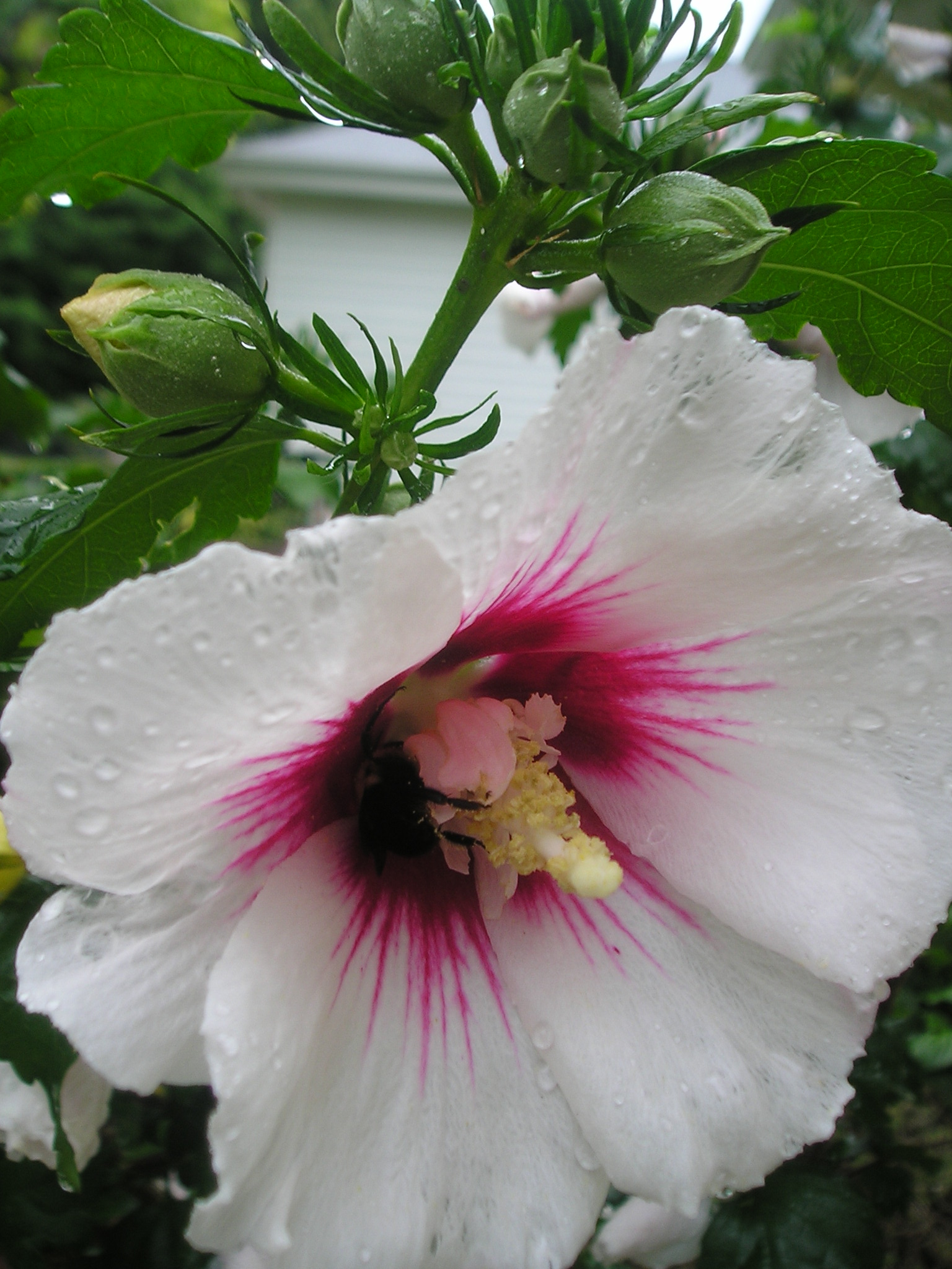 A unique boutique featuring unusual annuals, perennials, garden art & more!