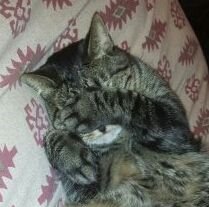 Hi my name is Rambo. I'm a cat who loves to play fetch with jingly balls.