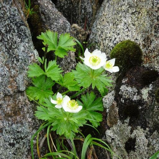 pi105pi's profile picture. 高橋大輔選手をずっと応援しています。