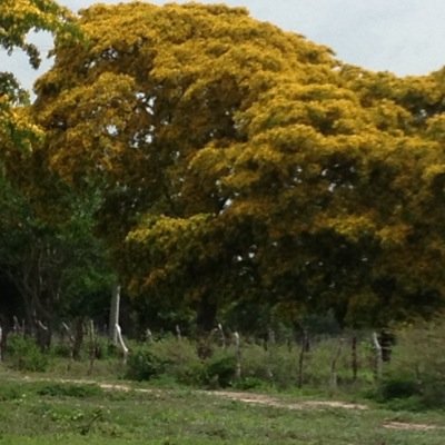 Empresario dinámico, emprendedor y visionario. Creo en Colombia, nuestra gente, nuestro campo y nuestros recursos. Necesitamos paz vendadera! sin impunidad.