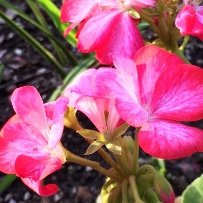 FaithfulGent's profile picture. Trust in the Lord with all your heart, And lean not on your own understanding; in all your ways acknowledge Him, and He shall direct your paths. ~Prvbs. 3:5-6