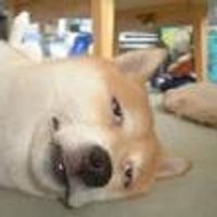 可愛い日本犬 (@armor_frost) 's Twitter Profile