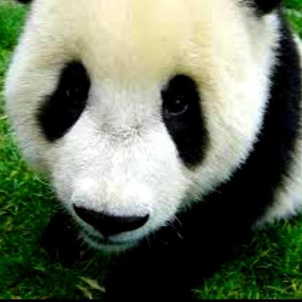 This panda plays video games and takes no bullshit.