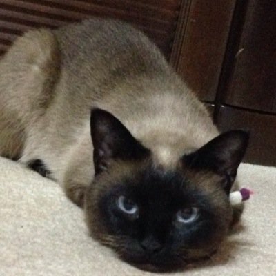 アケミカさんのプロフィール画像
