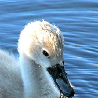 Steven Anthony.  Photographer from NY.  Love to take pics mostly of nature.  #Love #awesome #nature #photography #VMA
