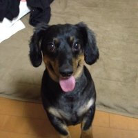 ひろ (@gori5221) Twitter profile photo