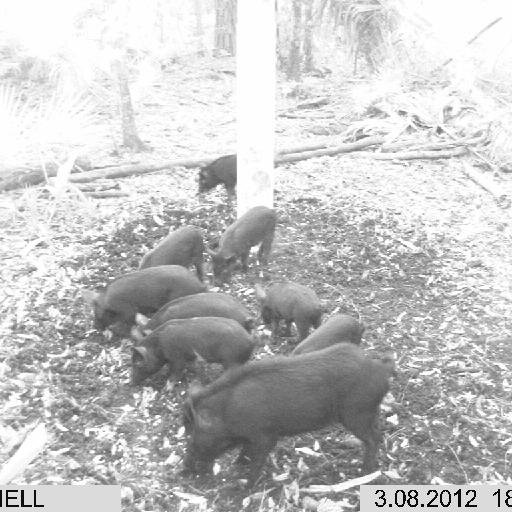 SirPescadore's profile picture. Sailing through life on a magic carpet!