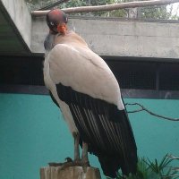J.T Barrios (@reysamuro) 's Twitter Profile