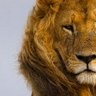 samburuwarrior's profile picture. I once killed a DEAD Lion...I have the marks to prove it!