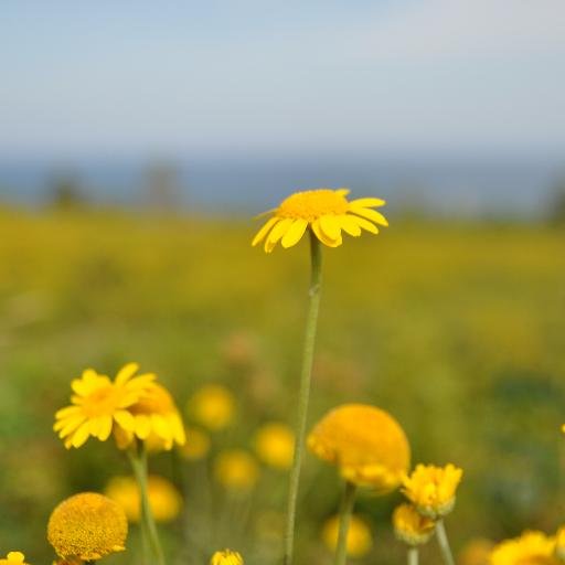 Selbstfuersorge's profile picture. Hier gibt es Posts, Tipps und Denkanstöße für alle, die liebevoll mit sich umgehen wollen. Außerdem spannendes aus der Psychologie und Psychotherapie.