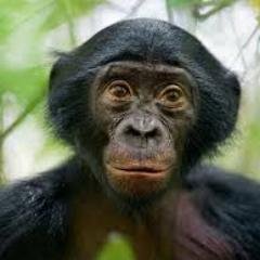 haramdai's profile picture. भात खाएँ भनेर पनि बायो लेख्न मिल्ने रैछ, मैले चै के लेखूँ? हराम छु अहिले लाइ  यत्ति बुझ
