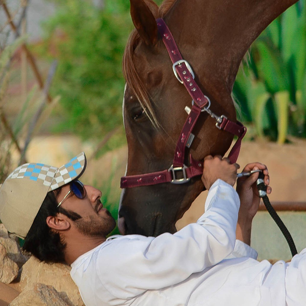 ضيفوني ع الانستقرام ،. لعشاق الخيل