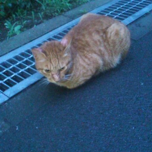 和敬塾に住んでいる猫の非公式bot。和敬生向き。
食事時間などを定期的に知らせます。その他、使い方等をつぶやきます。会話は挨拶ぐらいしかできません。
行事(一部)や教養講座、時間、風呂の有無をリプライ送ると教えてくれます。
要望・情報があればDMしてください。○寮生か教えてくれるとリスト追加します。