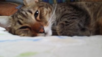 タツさんのプロフィール画像