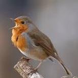 Robin photos from around the UK. Add @robin_sightings to tweets for us to share! Run by @wildlife_uk