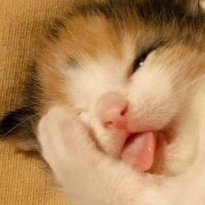 可愛い猫ちゃん Nekonekon Twitter 可愛い猫ちゃん Nekonekon Twitter