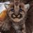antare1070's profile image