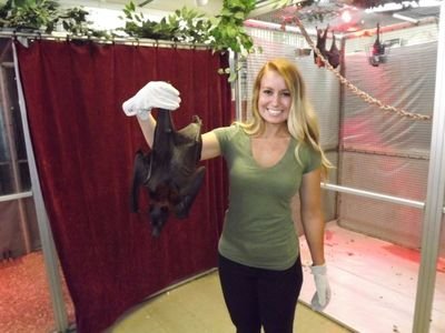 ChiropteraKim's profile picture. Chiropterophilly, bat-loving, bat-bitten, bat sh!t crazy... Whatever you want to call it, I'm here for bat outreach, education, support, and networking.