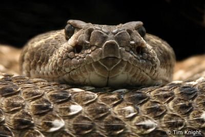 I am Rattled Snake one of the members of the Snake Pit. Gt is KSI Dark Plague (yes I used to be in KSI but it disbanded)