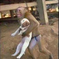 원숭아,  개숨겨라♩ (@k09e09) 's Twitter Profile Photo