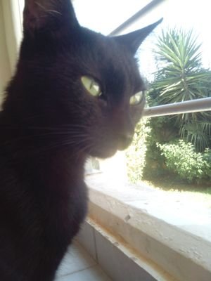 KlioKitty's profile picture. Blacky's sister!And Popular cat on Philadelphia Australia and Greece!