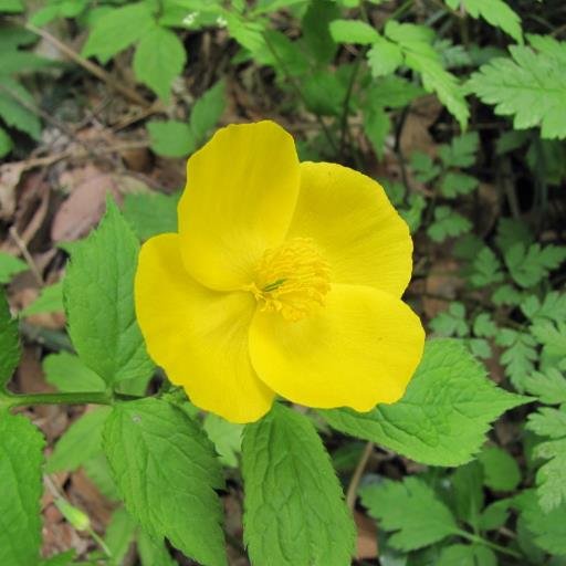山野草、シダ好きの中高年の高年です。最近、空や鳥、美しい風景などにも関心が広がってきました。最近、体調を崩しています。