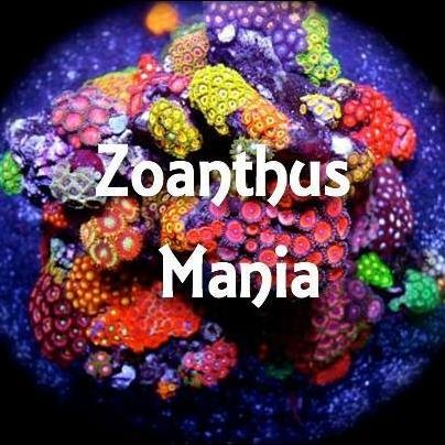 Il gruppo FB Zoanthus Mania, nasce dalla passione verso questi fantastici animali. Condividete con noi questa fantastica passione.