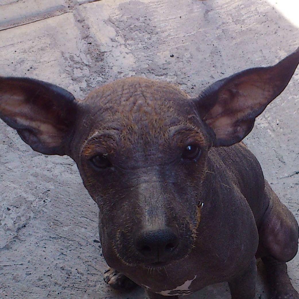 sigueme en xololandia el pais de los xolos contamos con croketas