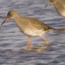 Birds Count (@birdscount_ie) Twitter profile photo Birds Count (@birdscount_ie) Twitter profile photo