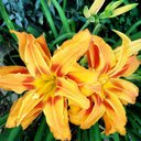 ginger brown - @Princ3ssGb - Twitter