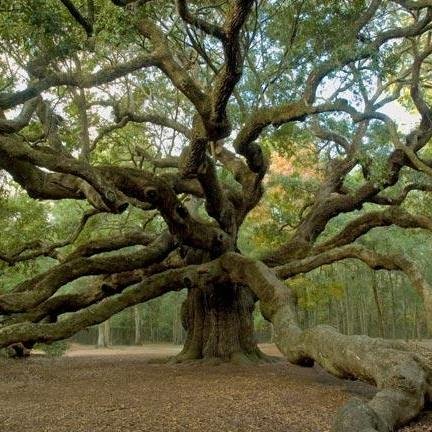 Panorama Tree Care is a comprehensive tree care company. Servicing commercial, residential and municipal customers. Offering tree care in all forms.