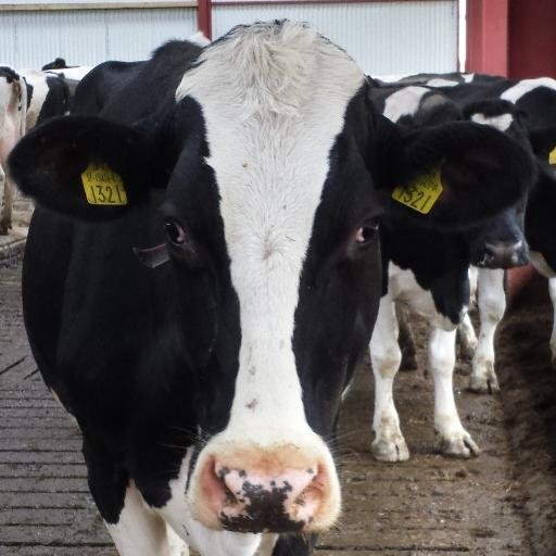 MiriamTheCow's profile picture. Smarter than average dairy cow from Ireland, like grass and nuts and when Daisy licks my back, go on holidays to the @lelyForageDairy hotel