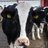 MiriamTheCow's profile image