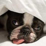 SpicuzzaRic's profile picture. 