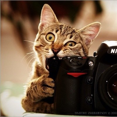 RESTful_API_PdM's profile picture. Personal Account of Nathan Wagner. There is no accounting for this one. It's personal. It's my own.