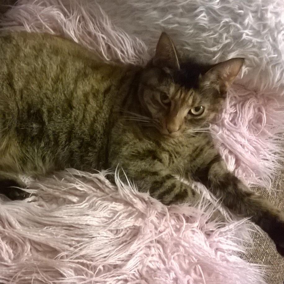 KittenTwinkle's profile picture. Feline Daughter to Mummy (Sara Louise Campbell).  Together we are writing the Twinkle the Kitten childrens books.