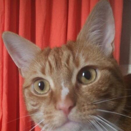 Microsoft Dynamics CRM obsessed feline.