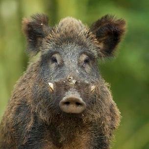 ardennenreizen's profile picture. Alles wat u nodig heeft voor een vakantie in de Ardennen.
Met adressen van vakantiehuizen,B&B,campings,,Hotels en leuke dingen te doen.