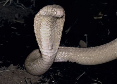 I'm a leucistic monocled cobra. Good guy. I like coffee. Come visit me at the SD Zoo when I get out of solitary!