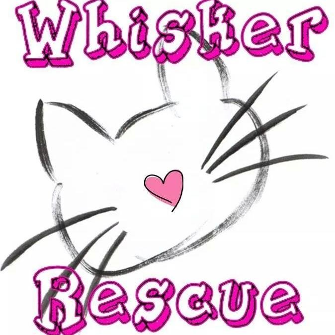 We are a no-kill cat rescue organization that relies on volunteers to give every cat the love and cuddles they need.