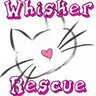 WhiskerRescueAB's profile picture. We are a no-kill cat rescue organization that relies on volunteers to give every cat the love and cuddles they need.