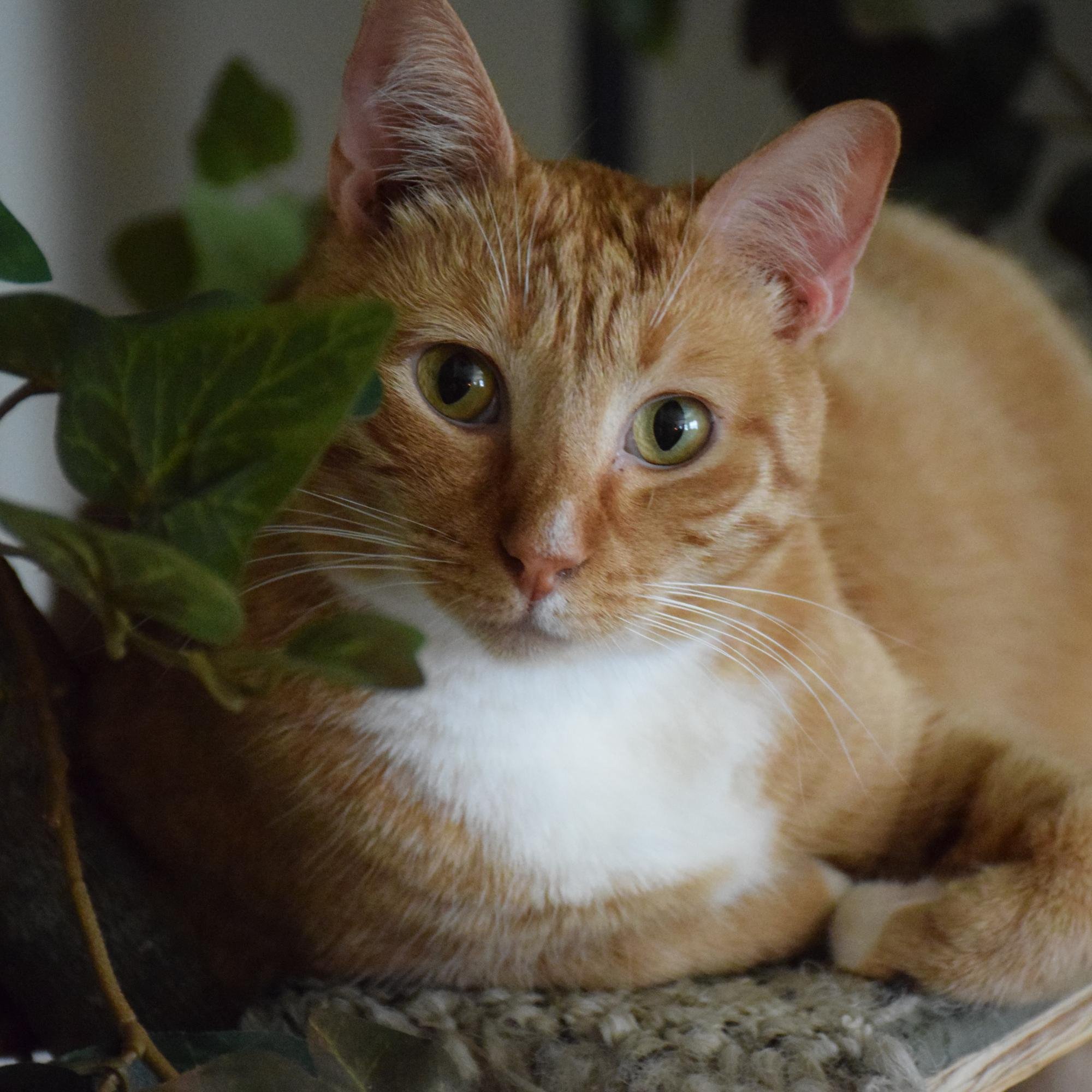 Creative pursuits. Homegrown & Homemade. Property of an orange cat. Views are my own.