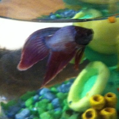 im How To Train Your Dragon Calcagne-PrizantYatesMiller but you can call me howie. im a fish!!!!!