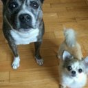 tracy peterman - @tracypeterman - Twitter