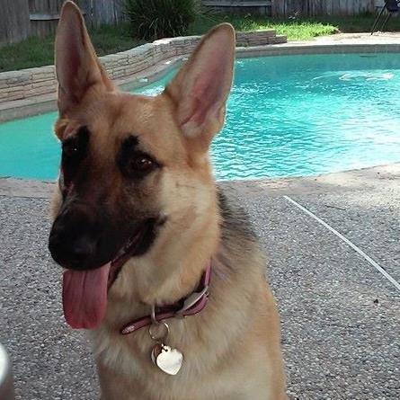 mslunaitt's profile picture. I am an Official Independent Taste Tester for FOR TAILS ONLY! Join my pack! Have your people call my people! WOOF!