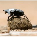 Adam Cantu II - @dbeetle67 - Twitter